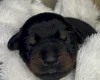 Doberman