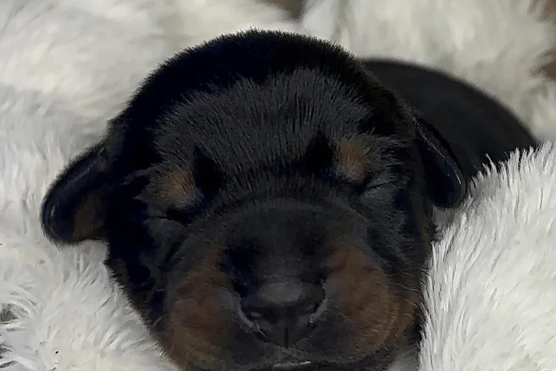 Doberman