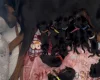 Doberman
