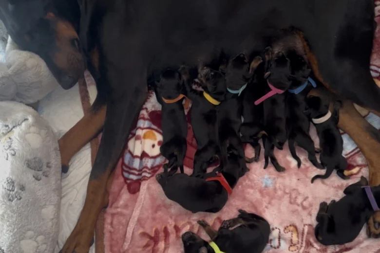 Doberman