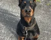 Doberman
