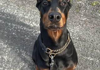 Stud