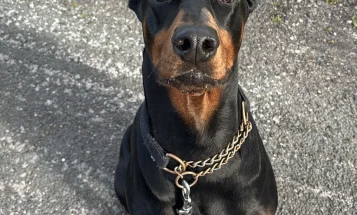 Doberman