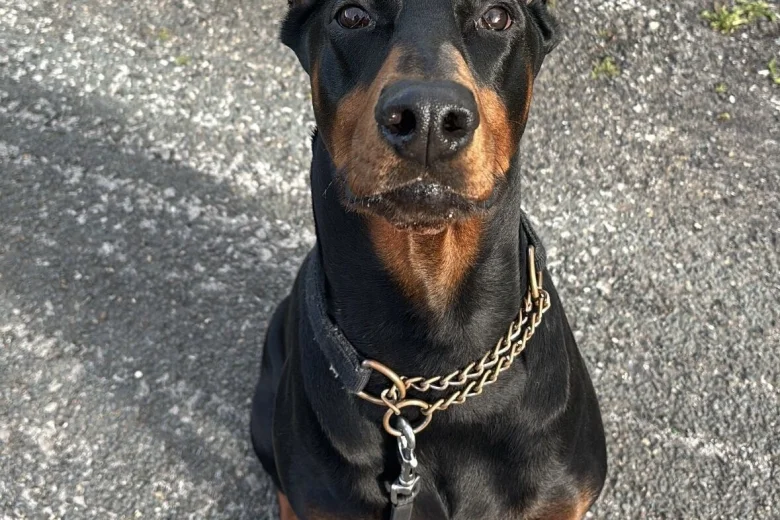 Doberman