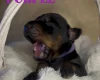 Doberman