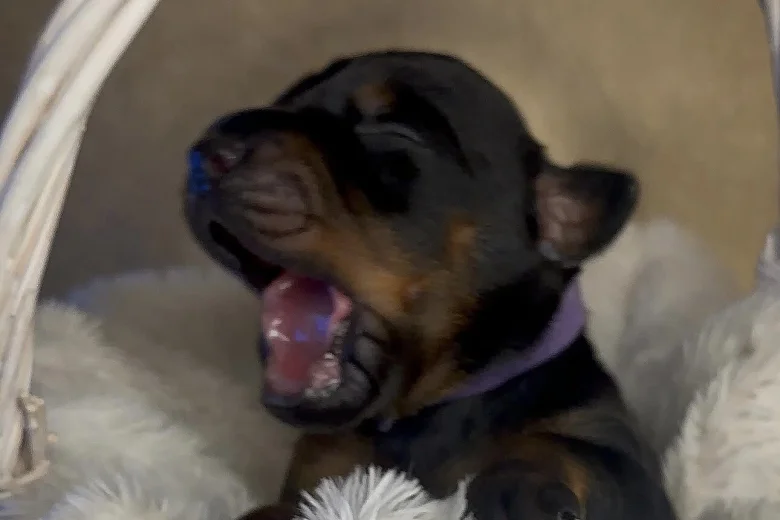Doberman
