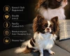 Chihuahua Long Coat