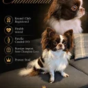 Chihuahua Long Coat