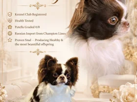 Chihuahua Long Coat