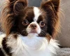 Chihuahua Long Coat