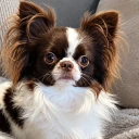 Chihuahua Long Coat