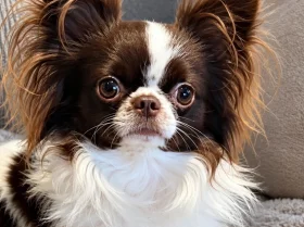 Chihuahua Long Coat