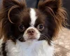 Chihuahua Long Coat