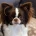 Chihuahua Long Coat