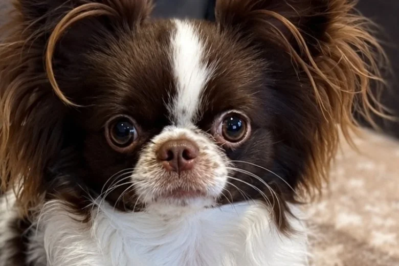 Chihuahua Long Coat