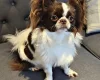 Chihuahua Long Coat