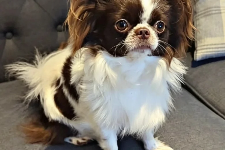 Chihuahua Long Coat