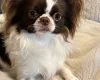 Chihuahua Long Coat