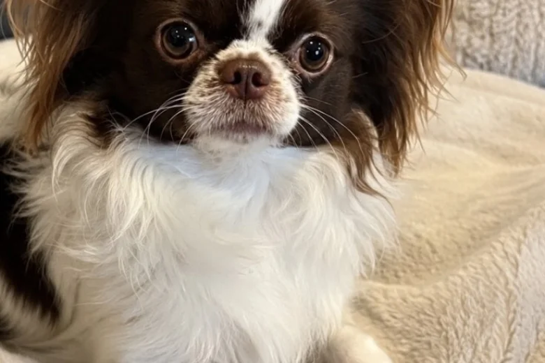Chihuahua Long Coat