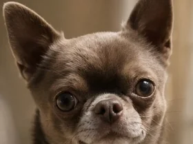 Chihuahua Smooth Coat