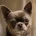 Chihuahua Smooth Coat