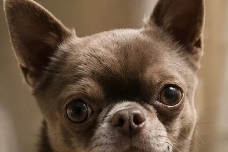 Chihuahua Smooth Coat
