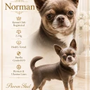 Chihuahua Smooth Coat