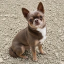 Chihuahua Smooth Coat