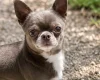 Chihuahua Smooth Coat