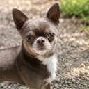 Chihuahua Smooth Coat