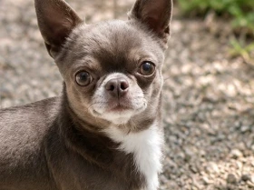 Chihuahua Smooth Coat