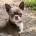 Chihuahua Smooth Coat