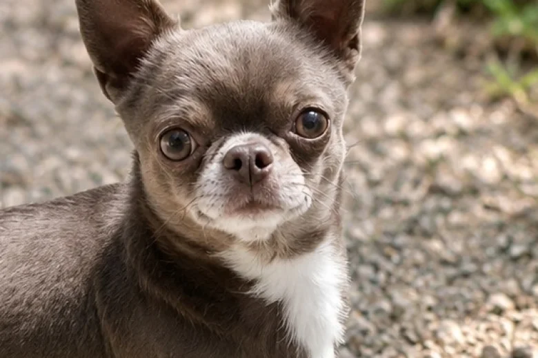 Chihuahua Smooth Coat