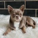 Chihuahua Smooth Coat