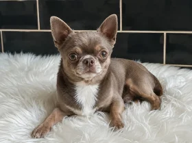 Chihuahua Smooth Coat