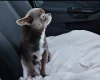 Chihuahua Smooth Coat