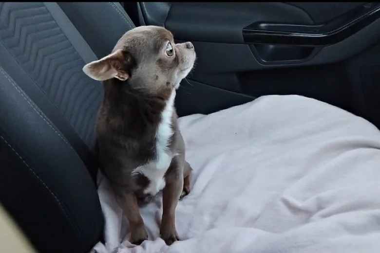 Chihuahua Smooth Coat