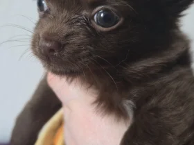 Chihuahua