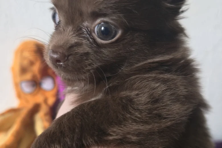 Chihuahua