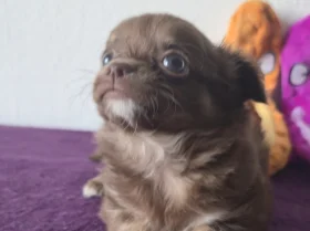 Chihuahua