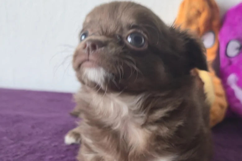 Chihuahua