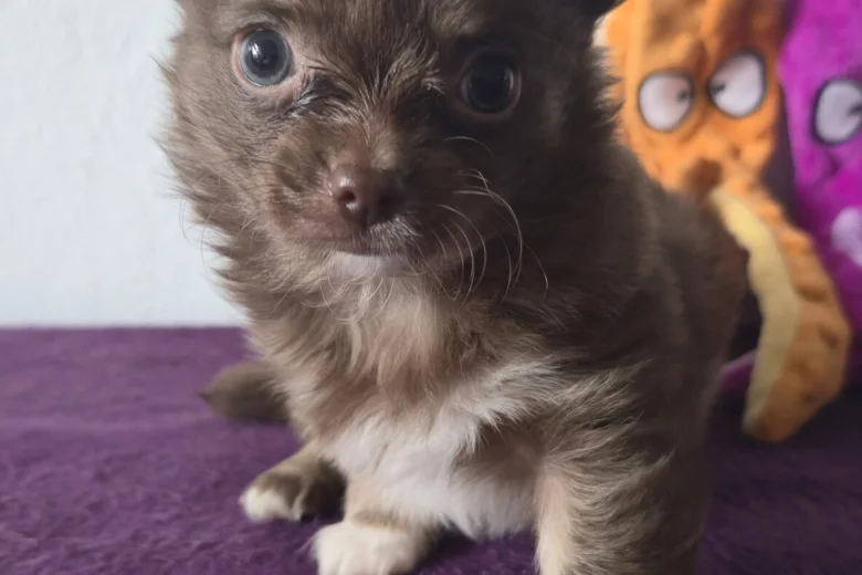 Chihuahua
