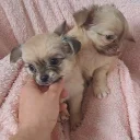 Chihuahua