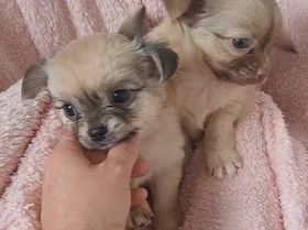 Chihuahua