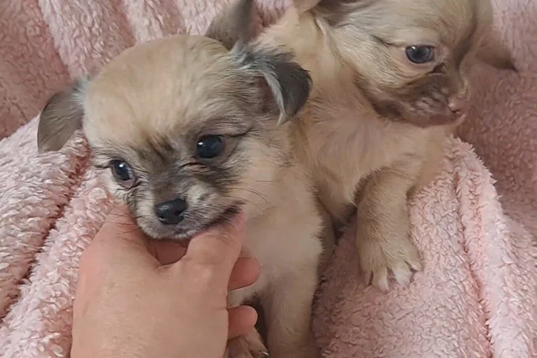 Chihuahua