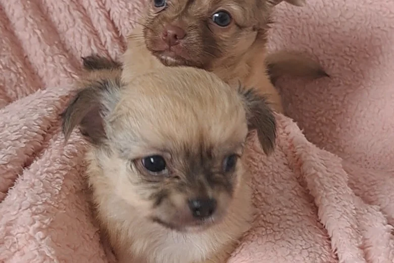 Chihuahua