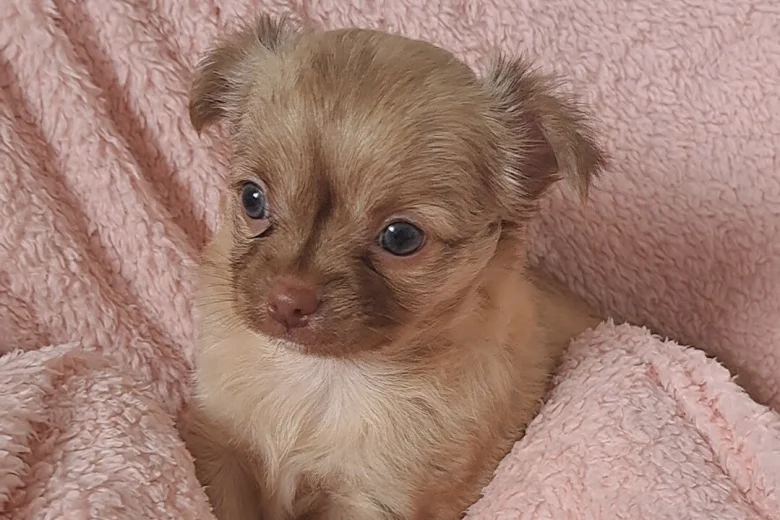 Chihuahua