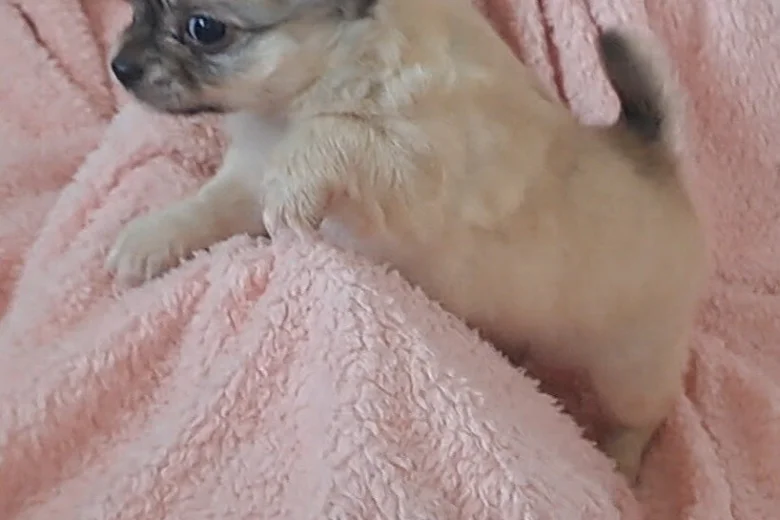 Chihuahua