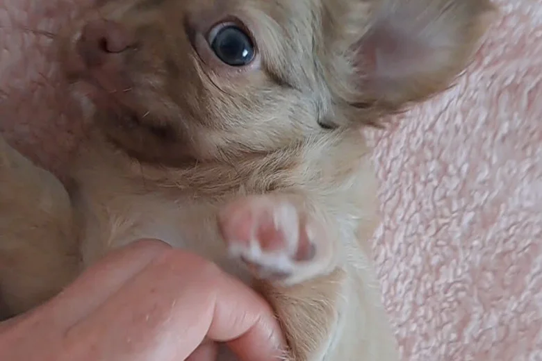 Chihuahua