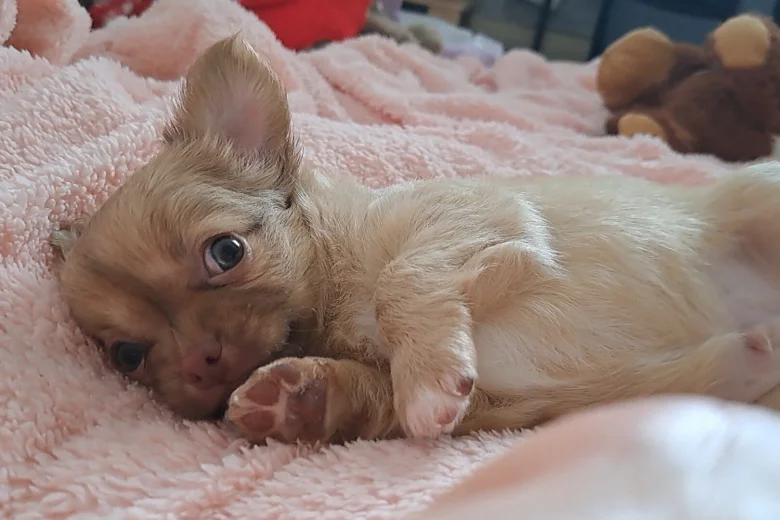 Chihuahua